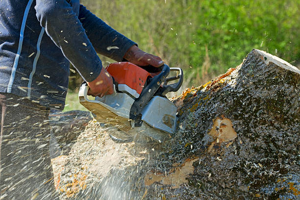 Trusted Ellaville, GA Tree Service Experts